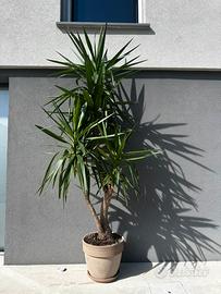 Tronco della felicità (yucca) in vaso