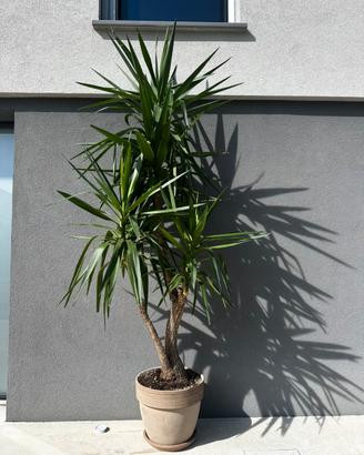 Tronco della felicità (yucca) in vaso