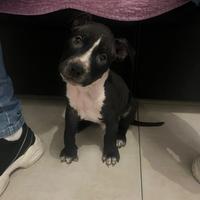 Cucciolo di Pit bull