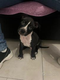 Cucciolo di Pit bull