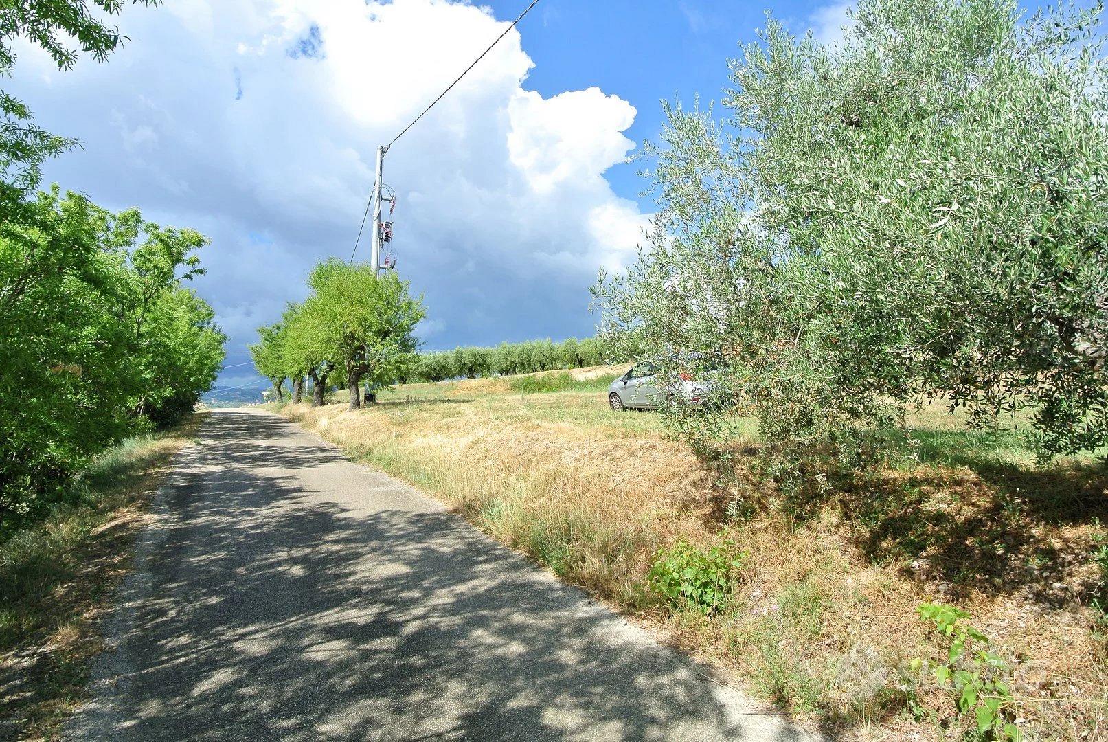 TERRENO AGRICOLO PIANEGGIANTE - Vista 4