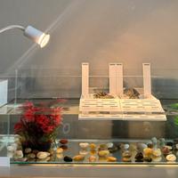 3 tartarughe d'acqua + acquario e accessori
