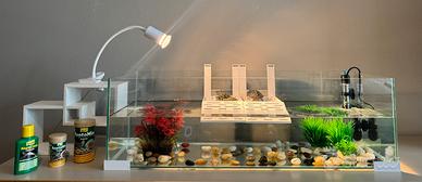 3 tartarughe d'acqua + acquario e accessori