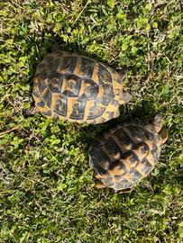 Coppia testudo hermanni hermanni
