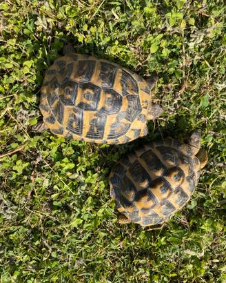 Coppia testudo hermanni hermanni
