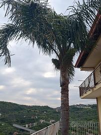 Palma 🌴🌴🌴🌴