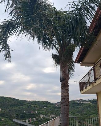 Palma 🌴🌴🌴🌴