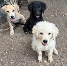 Cuccioli di mezza/grande taglia