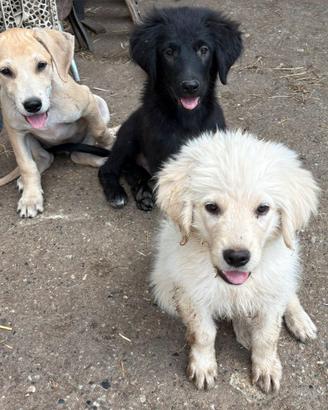 Cuccioli di mezza/grande taglia