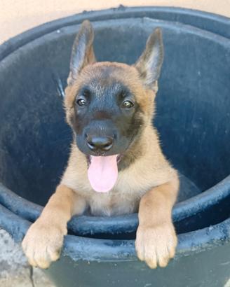 Cucciolo di pastore belga malinois