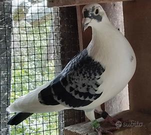 Colombi viaggiatori vari colori