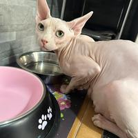 Sphynx