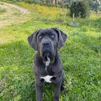 Cucciola cane corso
