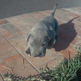 Cuccioli di Cane Corso