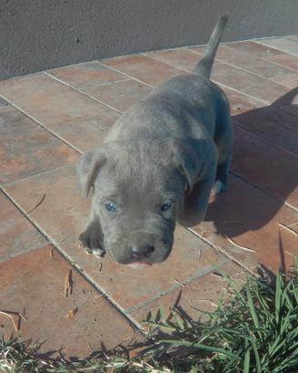 Cuccioli di Cane Corso