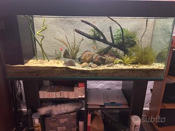 Acquario