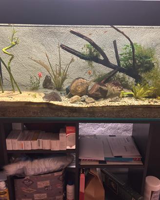 Acquario