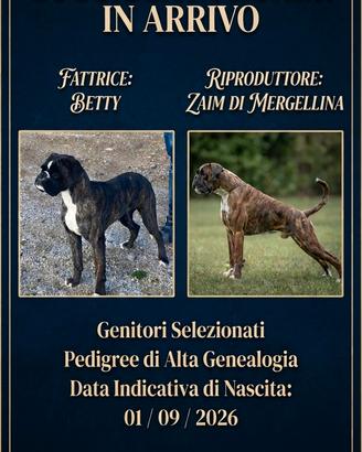 cucciolata boxer in arrivo