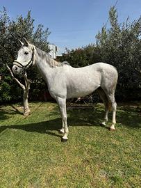 Cavallo castrone italiano
