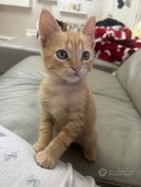 Gatti