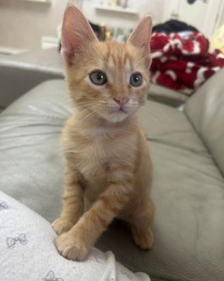 Gatti