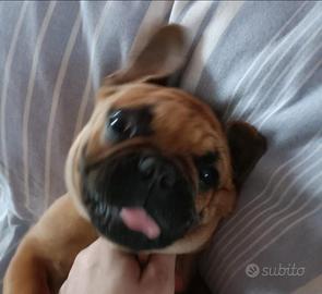 Bulldog francese