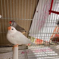 Diamanti mandarini (bengalini)