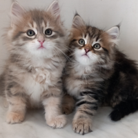 Gattini siberiani con pedigree