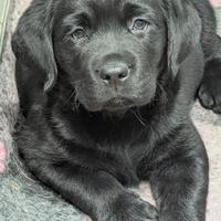 Cuccioli Maschi Labrador