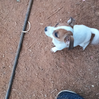 Cuccioli di jek rassel