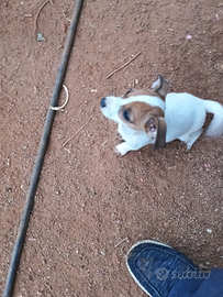 Cuccioli di jek rassel