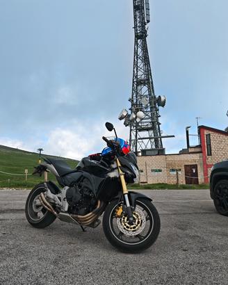 Honda hornet 