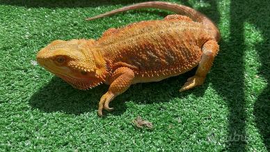 Pogona vitticeps Rossa