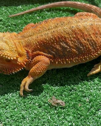 Pogona vitticeps Rossa