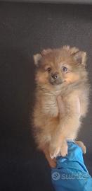Ultimo cucciolo Spitz volpino pomerania