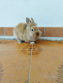 Coniglio nano testa di leone
