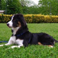 Maschio di border collie per monta