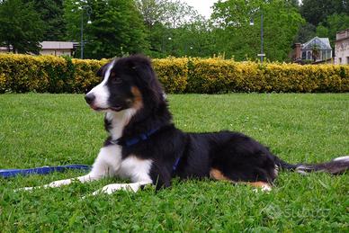 Maschio di border collie per monta