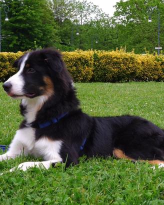 Maschio di border collie per monta