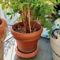 vasi terracotta circolari varie misure