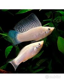 Pesci tropicali poecilia velifera