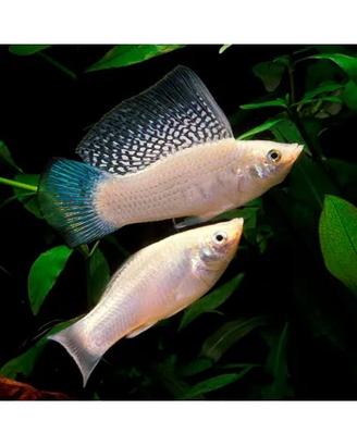 Pesci tropicali poecilia velifera