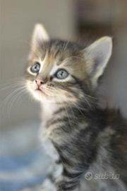 Gattini mix Persiano