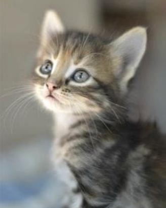 Gattini mix Persiano