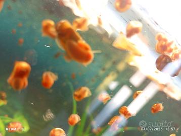 Lumache planorbarius red