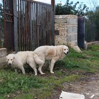 Cuccioli maremmano abruzzese