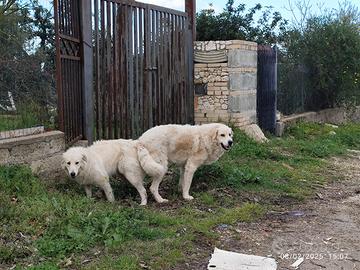 Cuccioli maremmano abruzzese