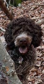 Lagotto Romagnolo
