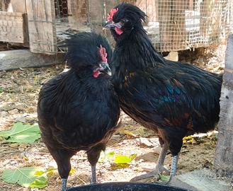 Pulcinotti padovana mix marans