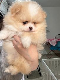 Spitz di pomerania Mini